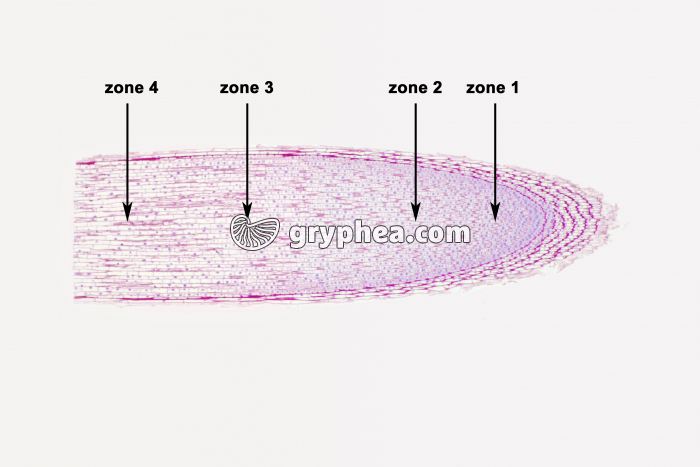 Racine de Blé avec zones d'élongation CL x10 - gryphea.com